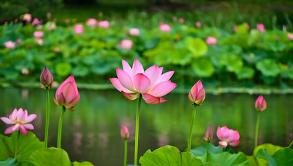 Obraz premium Pink lotus and water lily flowers bloom beautifully in a serene pond, showcasing nature's aquatic beauty