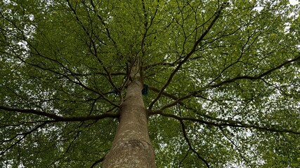 Fototapeta premium Upward View of Terminalia Tree Canopy with Dense Green Leaves and Branches against the Sky