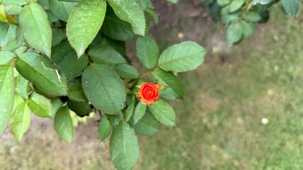 Vibrant Orange Rosebud Amongst Lush Green Leaves, Set Against a Soft Green Lawn Background