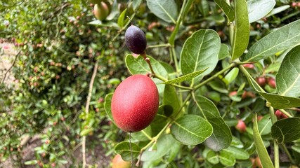 Vibrant Red and Purple Carissa Macrocarpa Fruit Among Lush Green Leaves on Tree