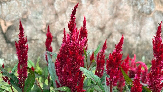 Vibrant Red Celosia Flowers in Full Bloom Against Textured Stone Wall Backdrop