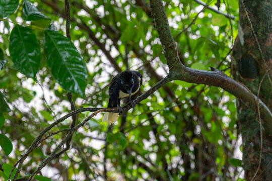 The Creole Magpie (Cyanocorax chrysops) is a striking bird with a black head and chest, yellow eyes, and vibrant blue plumage on its back, eyebrows, and nape. It is commonly seen in  Argentinian side.