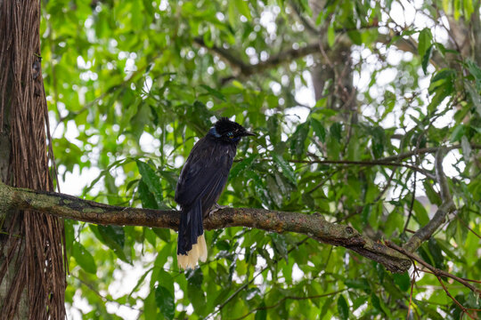 The Creole Magpie (Cyanocorax chrysops) is a striking bird with a black head and chest, yellow eyes, and vibrant blue plumage on its back, eyebrows, and nape. It is commonly seen in  Argentinian side.