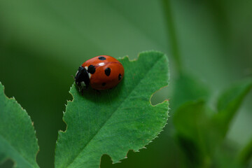 Close-up of a vibrant red ladybug with black spots resting on a green leaf, showing natural detail, insect life, and spring wildlife – perfect for themes of nature, environment, and biodiversity.