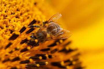 Macro view of a honeybee perched on a blooming sunflower, highlighting the essential relationship...