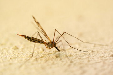 insect mosquito longleg on the wall