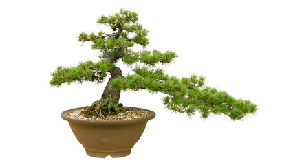 A small bonsai tree in a ceramic pot isolated on a white background.