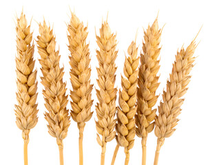 Golden wheat stalks, ripe and ready for harvest (1)