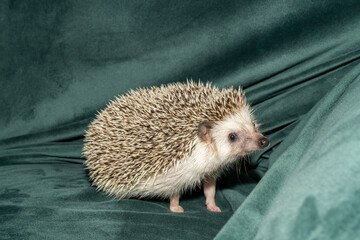 Hedgehog standing on green fabric background. Studio pet portrait. Exotic animal concept. Design for poster, postcard, greeting card, invitation.