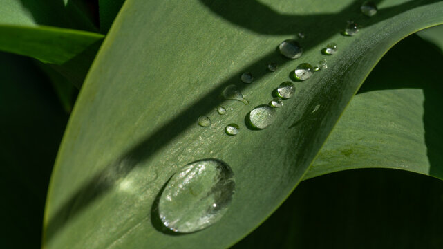Close-up of rain drops on leaves, top view dew drop on green leaf