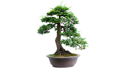 Chinese Pine Bonsai tree isolated on white background.