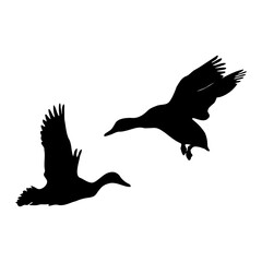 silhouette of a pair of flying ducks