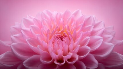 Close-Up of Delicate Pink Flower with Soft Lighting on a Gradient Background