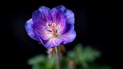 Close-Up Of Delicate Purple Flower With Glimmering Petals And Soft Green Background