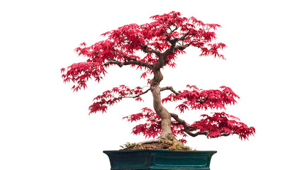 japanese red bonsai tree