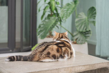 winter holiday and cat concept with scottish cat play on table with garden background