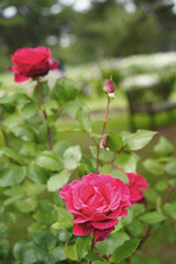 バラの花