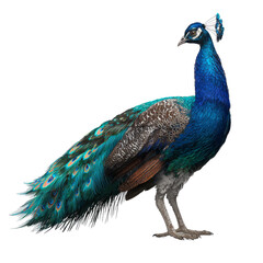 Obraz premium Artistic Illustration of a Standing Peacock with Iridescent Plumage Detail