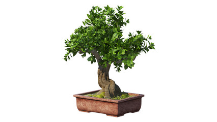 bonsai tree isolated