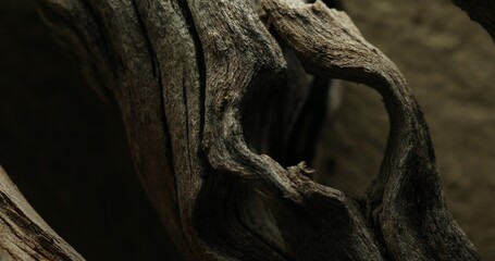 Close-up of aged driftwood with deep grooves and rough texture