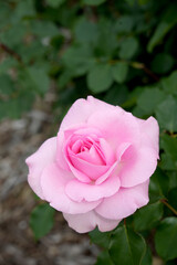 バラの花