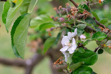 Obraz premium Close-up of a delicate apple blossom in full bloom, with soft white petals and pink hues glowing in natural light – a beautiful symbol of springtime, renewal, and natural beauty.