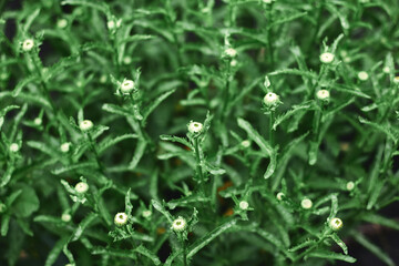 Close-up view of vibrant green plants with budding flowers in a garden setting during daylight hours