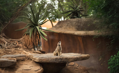 Curious Meerkat Standing on Rock in Natural Habitat