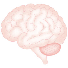 Anatomy internal organs 