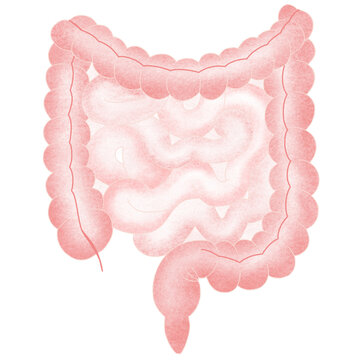 Anatomy internal organs 