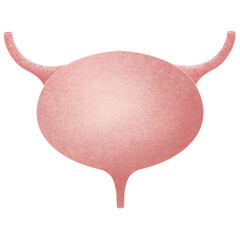 Anatomy internal organs 