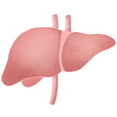 Anatomy internal organs 