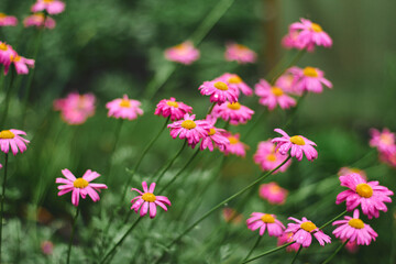 Obraz premium Pink daisies bloom vibrantly in a lush garden filled with greenery during the warm afternoon