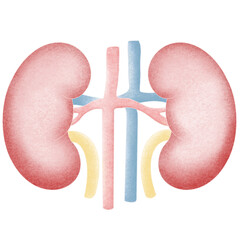 Anatomy internal organs 