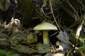 Wild mushroom under dry foliage on forest ground