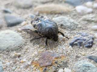 Close up of a beetle insect crawling on a rocky, sandy surface