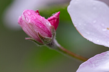 Macro photo of pink apple blossom bud covered with fresh rain droplets against dreamy green bokeh, symbolising fragile spring growth, purity, renewal and orchard beauty for seasonal nature concepts.