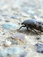 Macro Shot of a Beetle Crawling on Sandy Ground with Pebbles