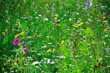 łąka kwietna z kolorowymi kwiatami, kolorowe kwiaty polne, kwiaty dla owadów zapylających, a flower meadow with colorful flowers,  © kateej
