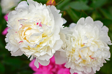 białe piwonie chińskie w ogrodzie (Paeonia lactiflora), Chinese peony, Chinese herbaceous peony, common garden peony, white peony	
