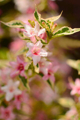 pęd krzewuszki cudowenej z kwiatami na rozmytym tle, Weigela florida or Weigela praecox, weigela shoot with flowers on a blurred background,
