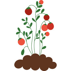 Tomato plant growing in soil. Tomato plant with green stems and red ripe tomatoes sprouting from brown soil, representing gardening and agriculture.  