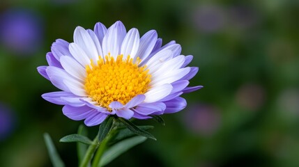 Obraz premium Colorful Purple and White Flower with Yellow Center Against a Soft Green Background