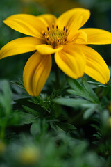 Bright yellow Bidens 'Yellow Charm' flower blooming in sunlight, capturing the cheerful spirit of summer and the intricate beauty of cultivated garden flowers.