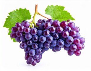 Fototapeta premium A bunch of purple grapes with a slight dew effect