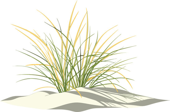 Colorful illustration of sea oats growing in the sand with shadows