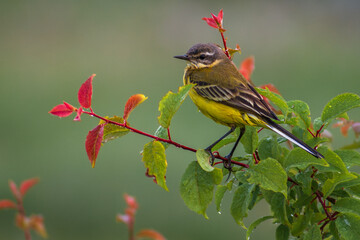yellow wagtail on the branch