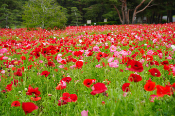 ポピー畑