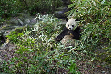A giant panda eats bamboo in a forest-like environment at the Panda Zoo in Sichuan Province, China.