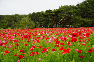ポピー畑